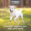 Nutramax Cosequin Joint Supplement for Dogs, Chewable Tablets, 132ct - Image 5